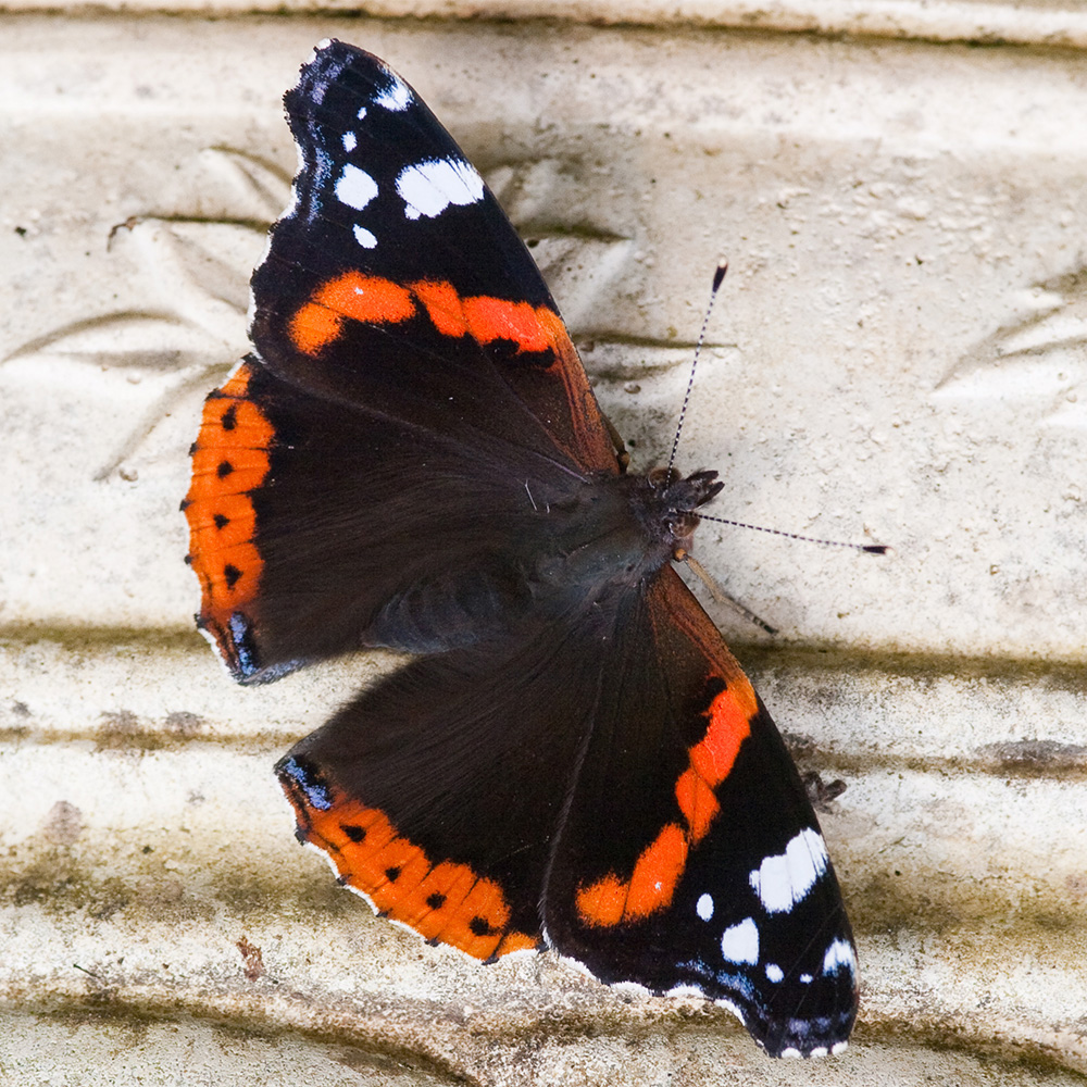 Red Admiral butterfly