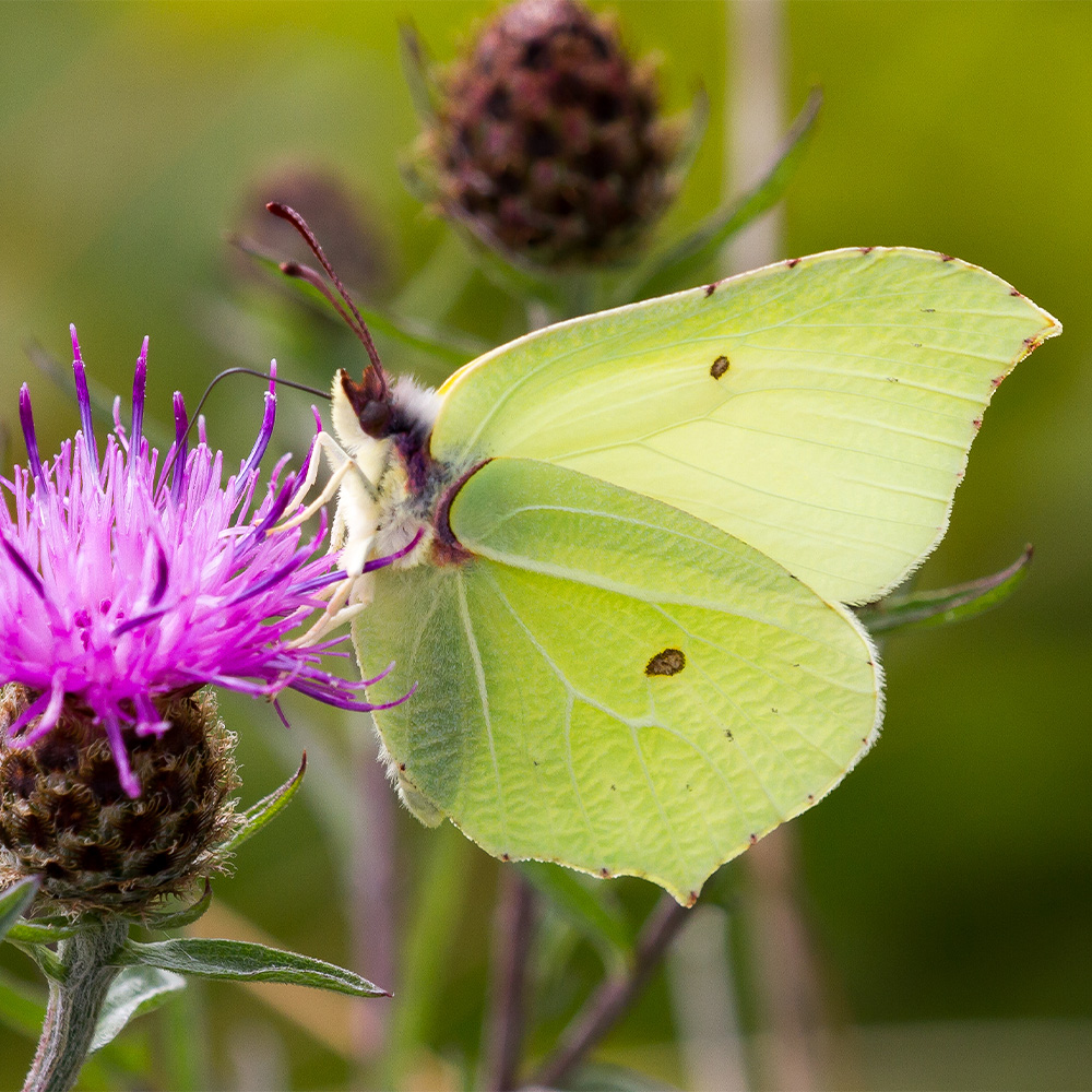 Brimstone butterfly closed