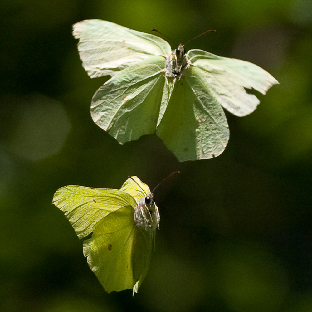 Brimstone butterfly