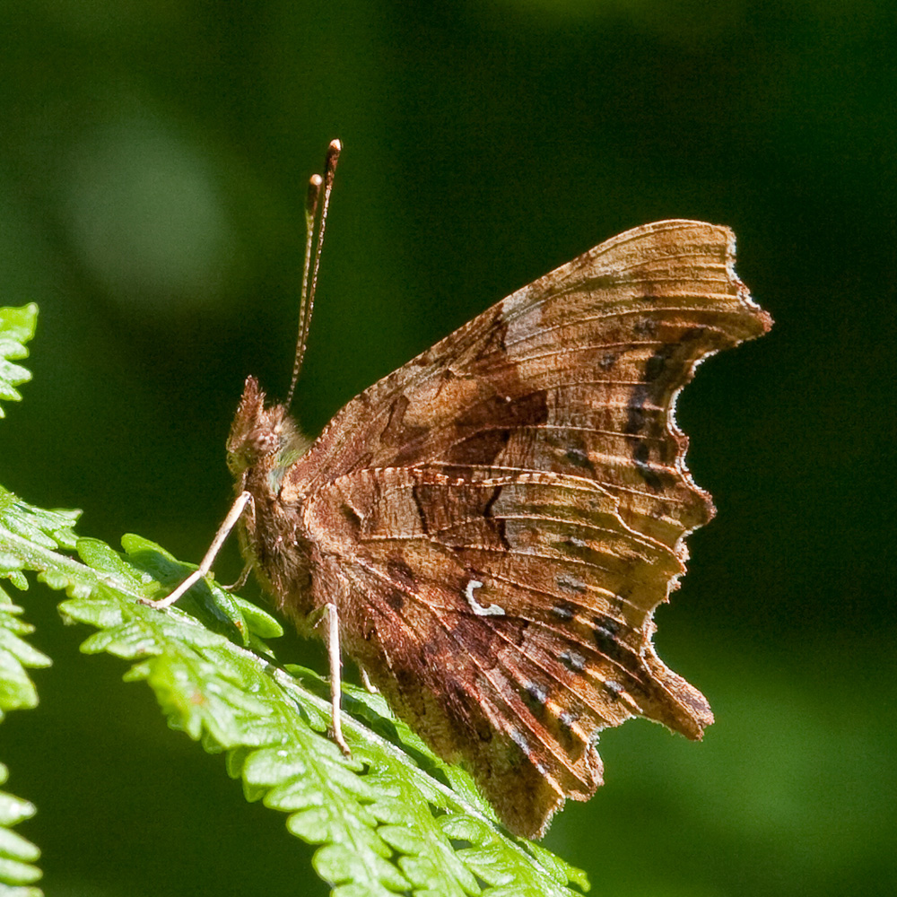 Comma butterfly closed