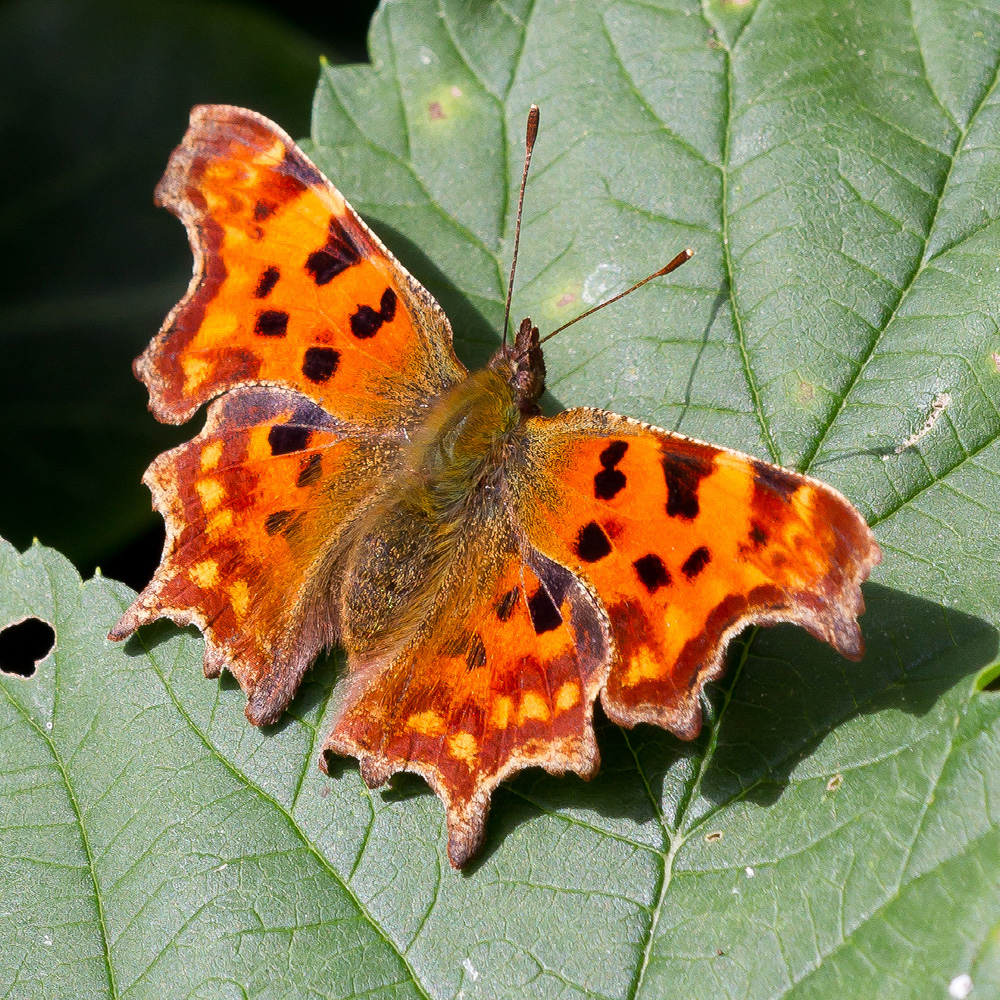 Comma butterfly