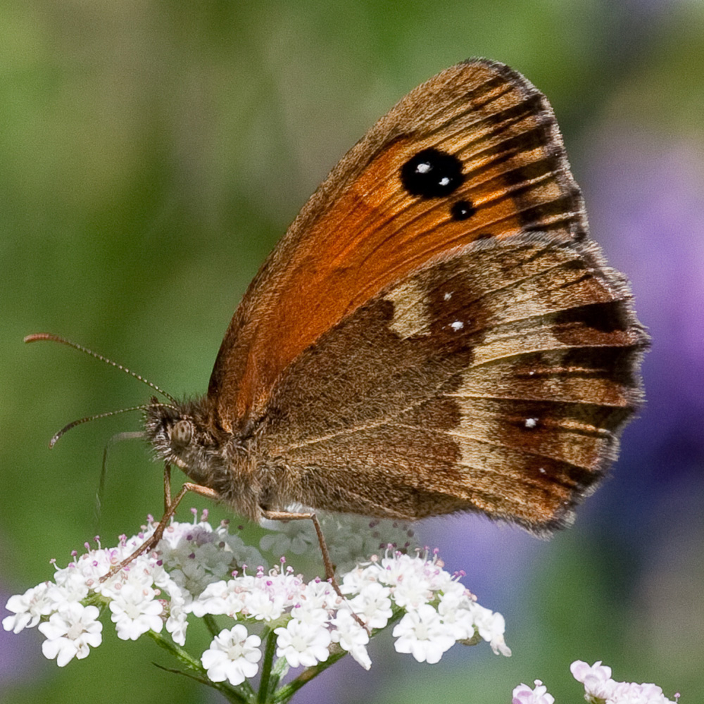 Gatekeeper butterfly closed