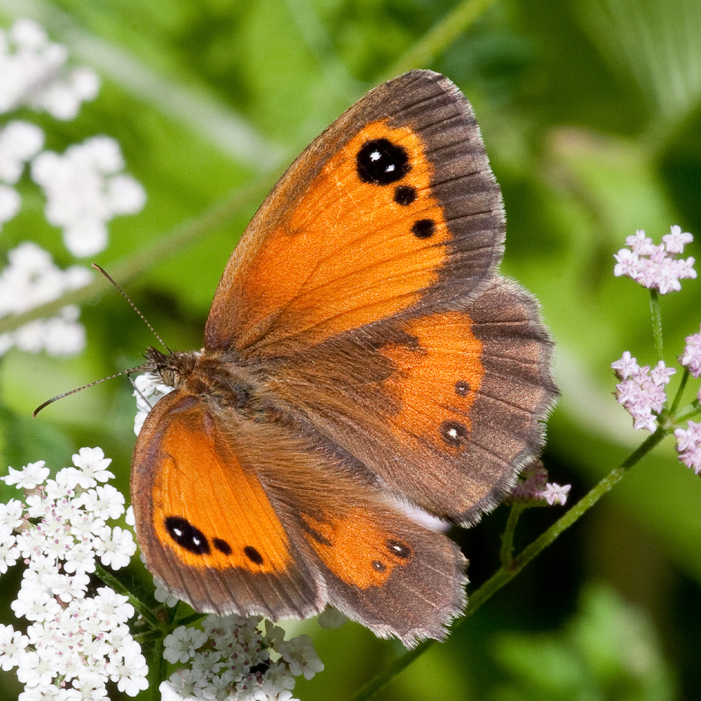 Gatekeeper butterfly