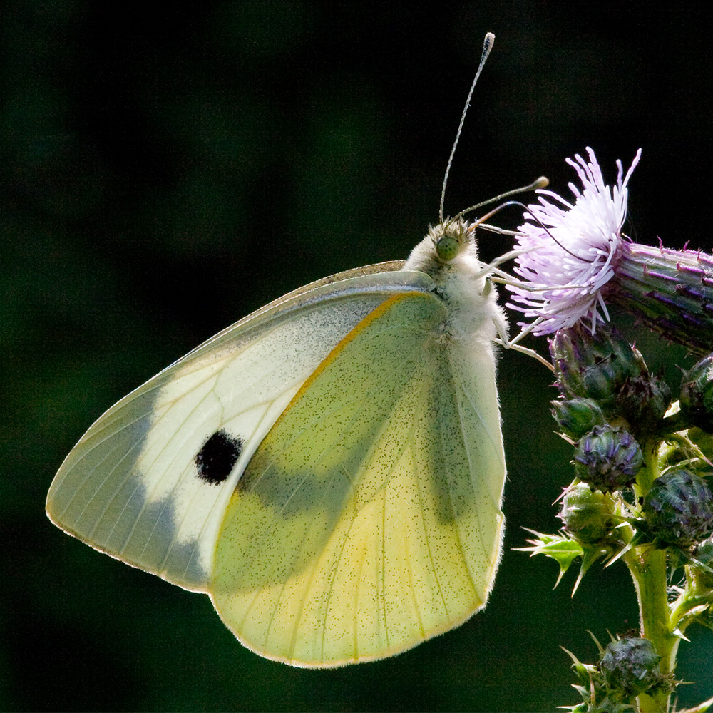 Large White butterfly closed