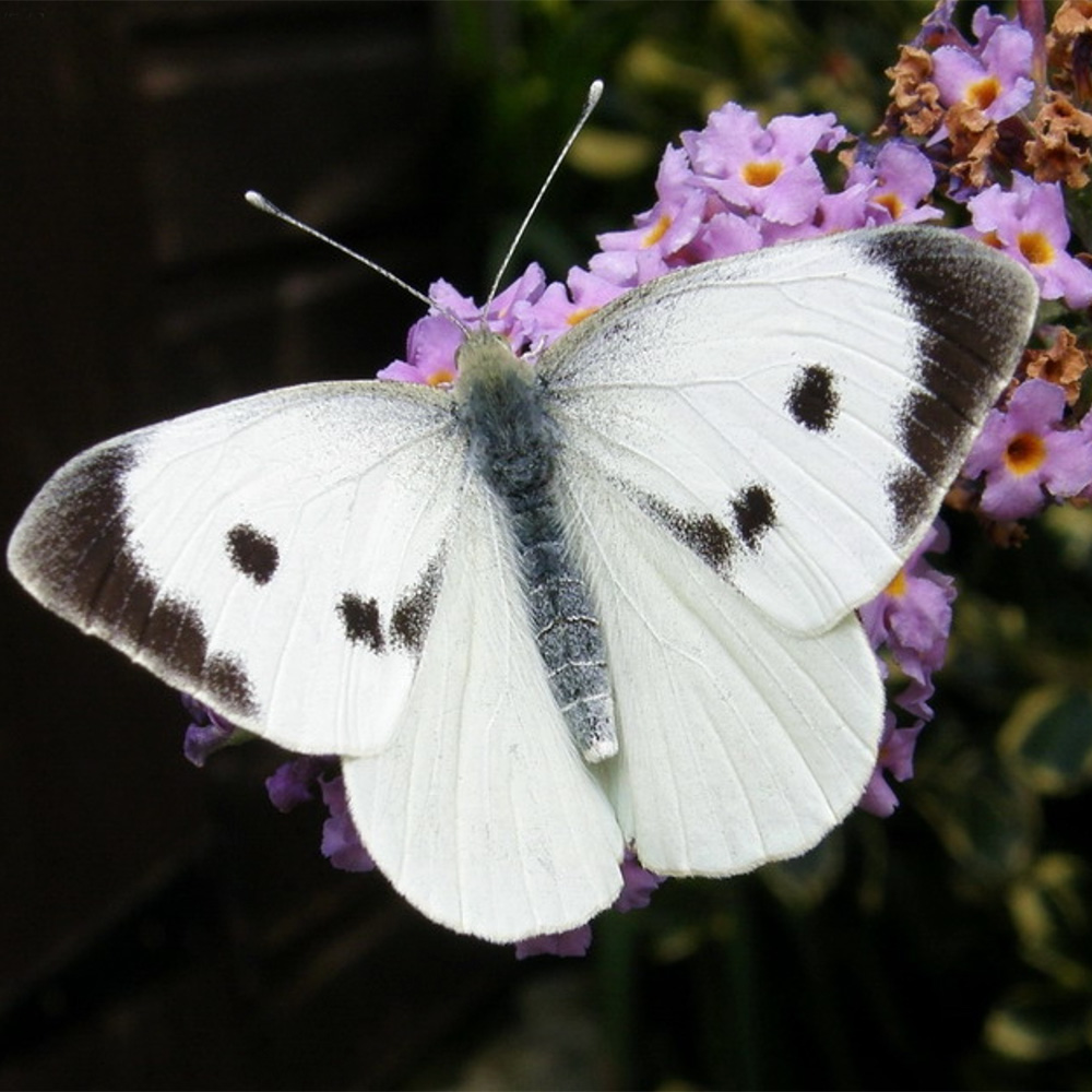 Large White butterfly