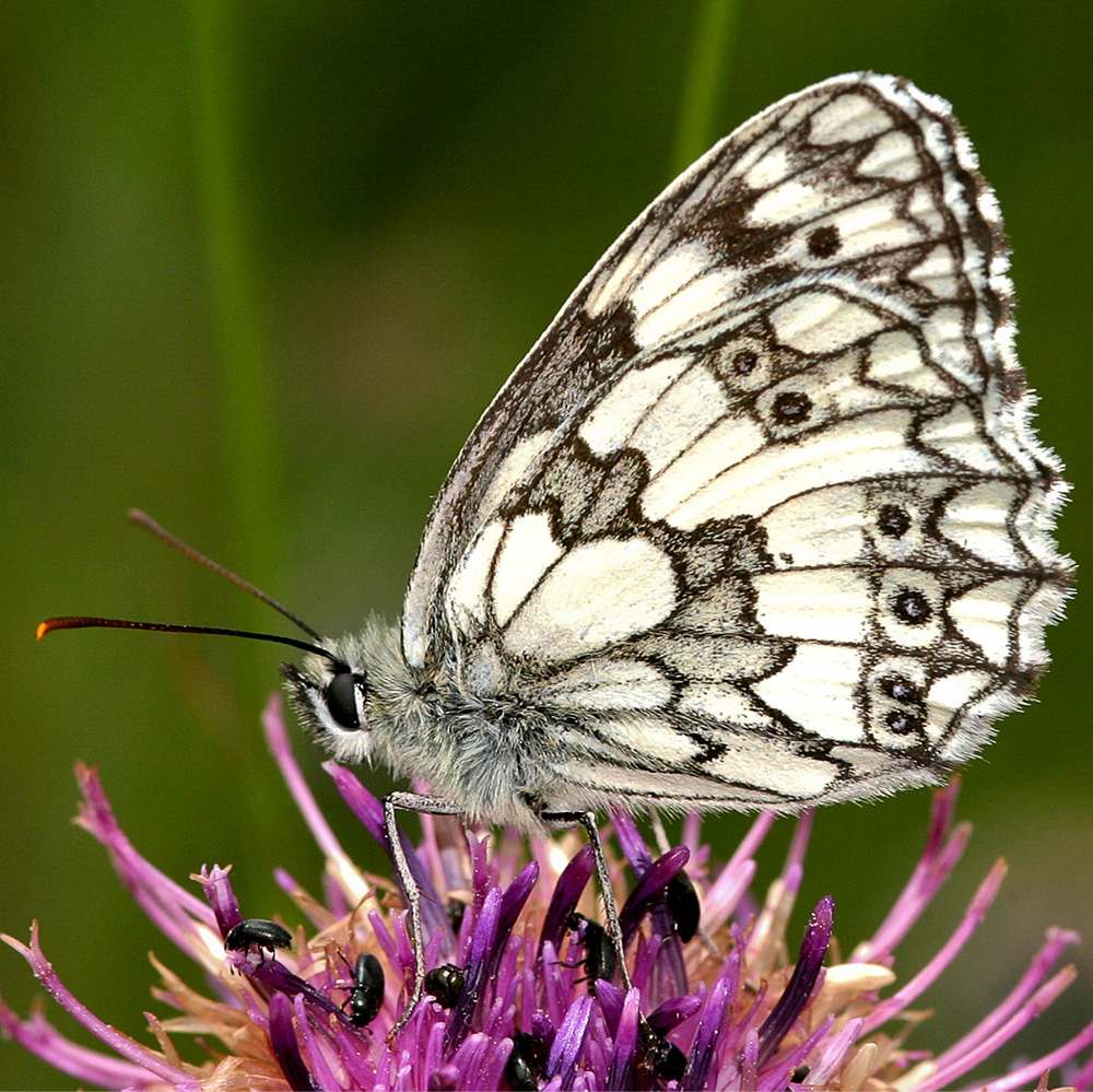 Marbled White butterfly closed
