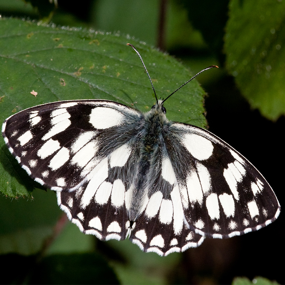 Marbled White butterfly