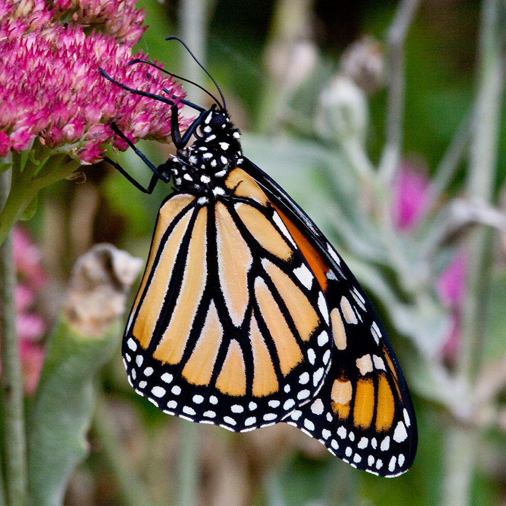 Monarch butterfly closed