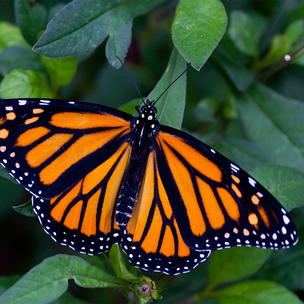 Monarch butterfly