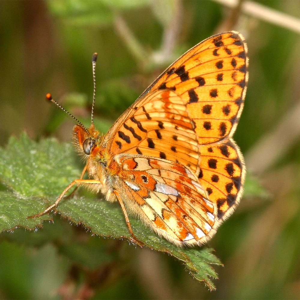 Pearl-Bordered Fritillary butterfly closed