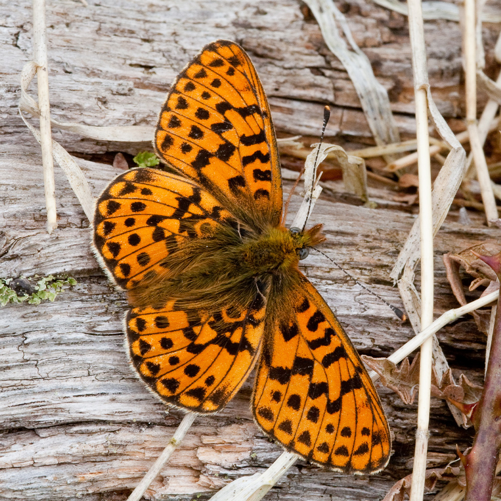Pearl-Bordered Fritillary butterfly