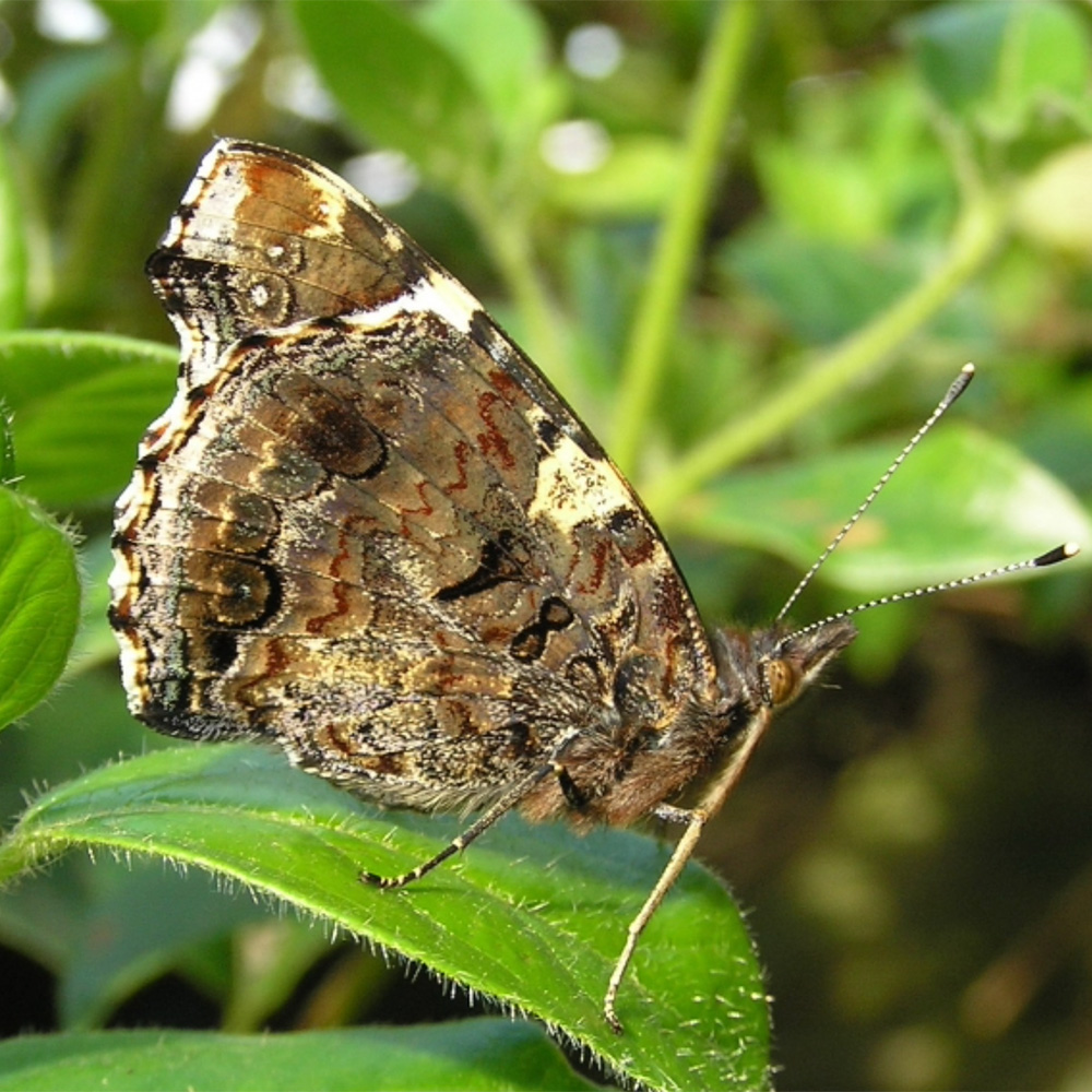 Red Admiral butterfly closed