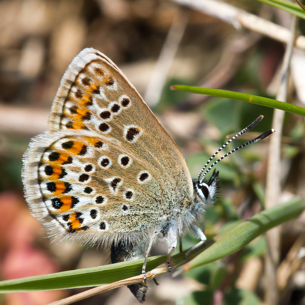 Silver-Studded Blue butterfly closed