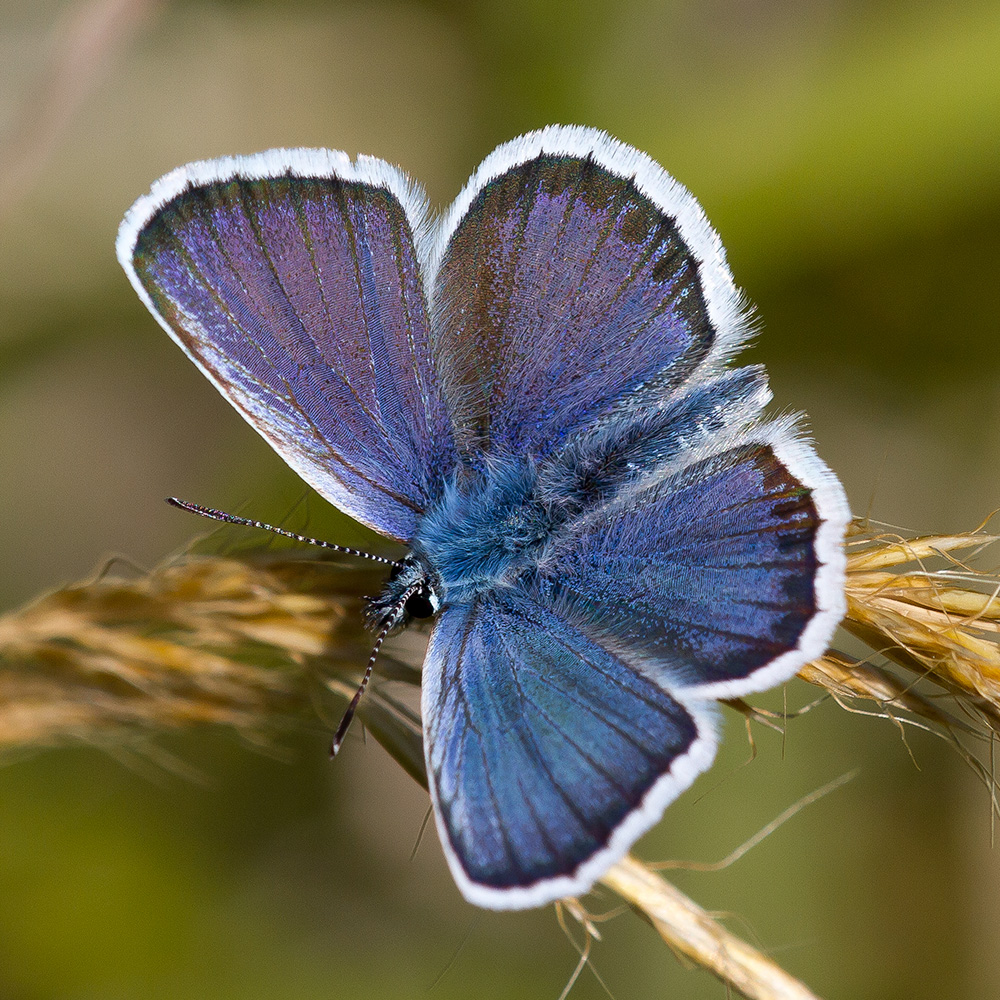 Silver-Studded Blue butterfly