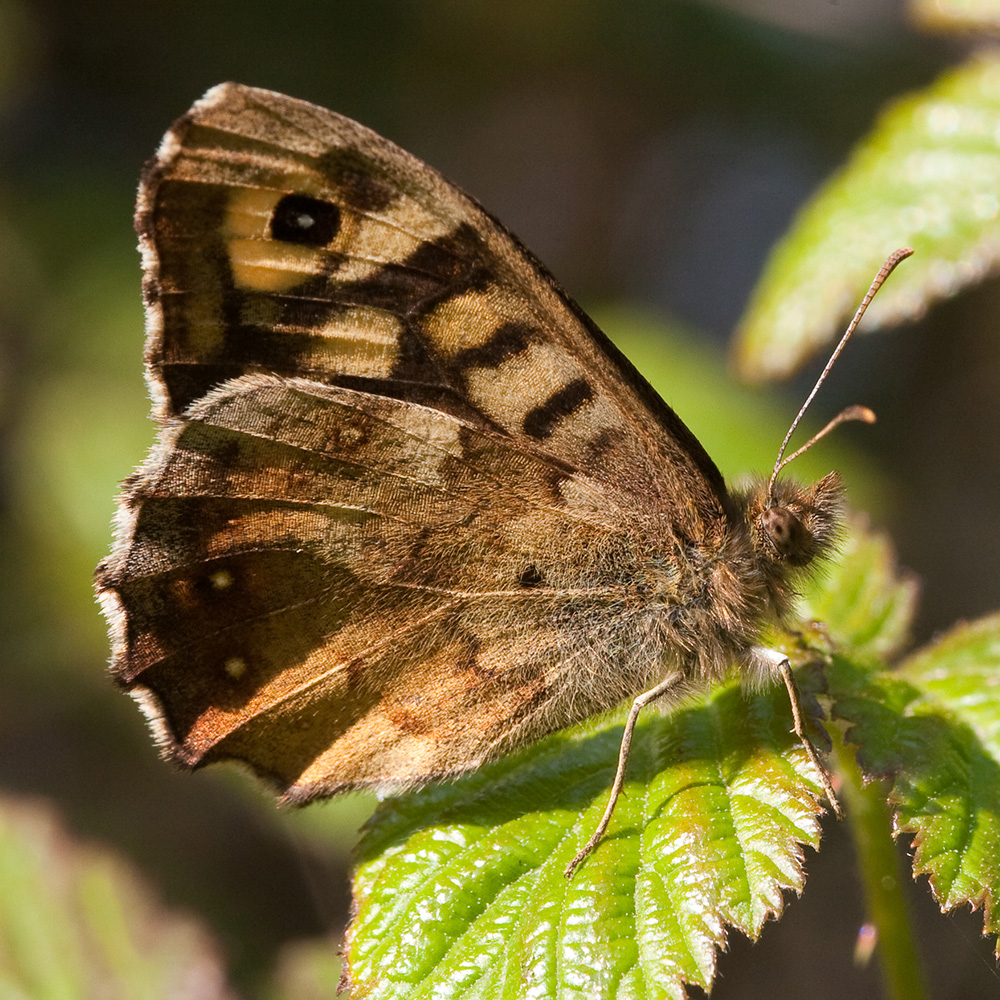 Speckled Wood butterfly closed