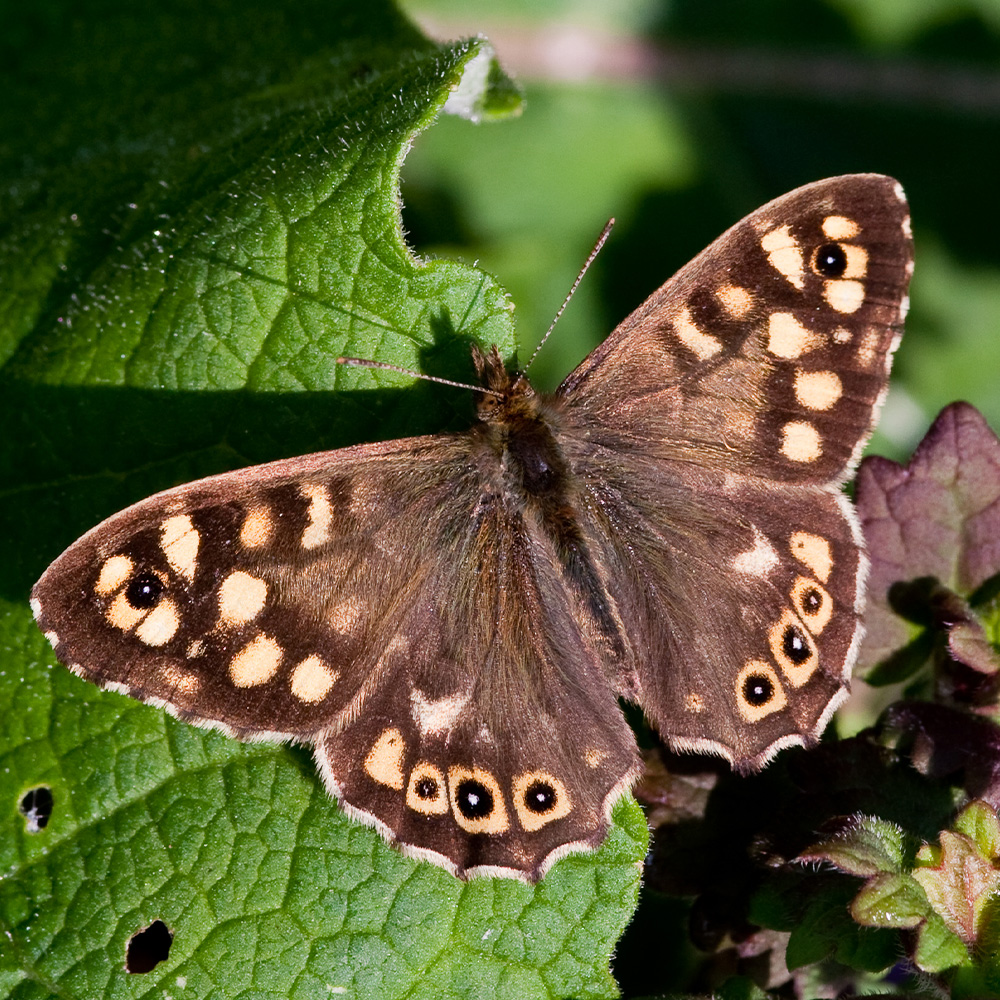 Speckled Wood butterfly