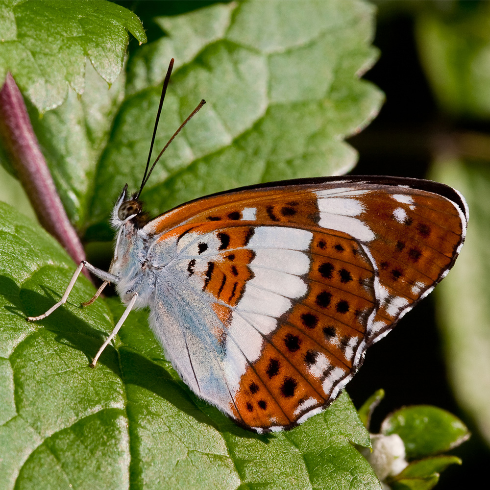White Admiral butterfly closed