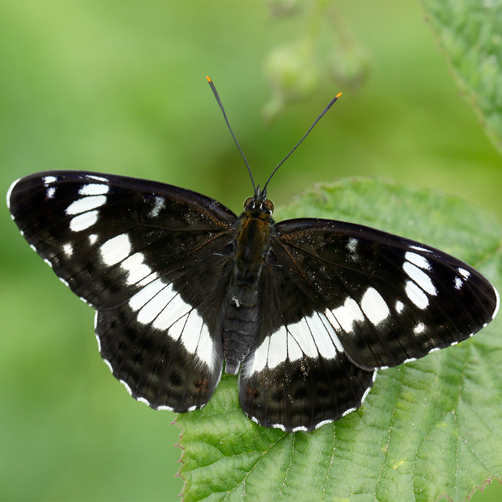 White Admiral butterfly