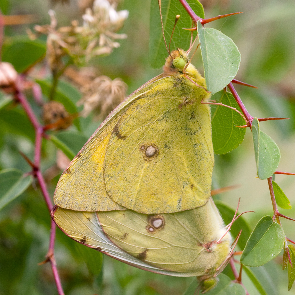 Clouded Yellow butterfly closed